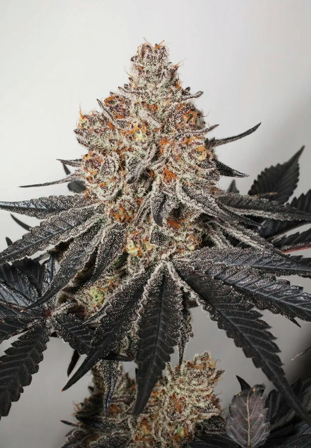 Blueberry Buster X Juicy J X Pure Michigan Regs