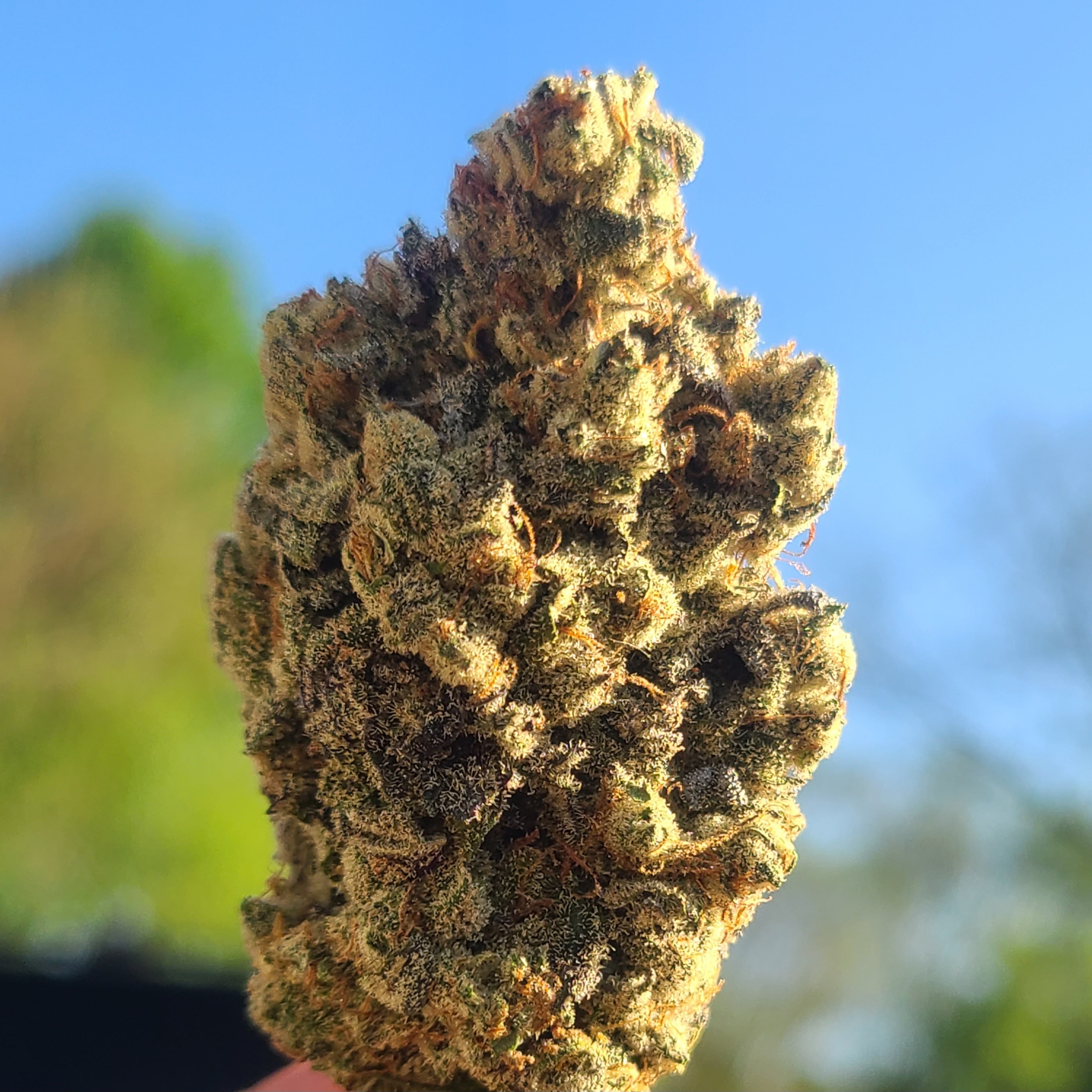 Juanito X Ghost Og BX5